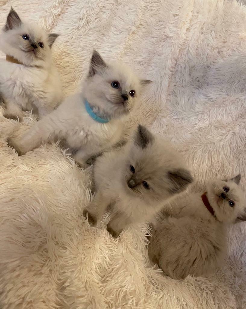 pedigree ragdoll kittens for sale